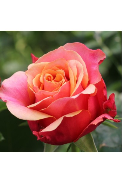 Троянда чайно-гібридна Черрі Бренді